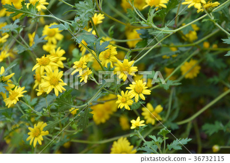 植物：白花菊 36732115