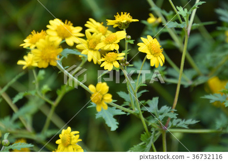 植物:白花菊 植物:白花菊 36732116