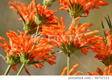 植物：獅子尾巴Shiso家族 36732125