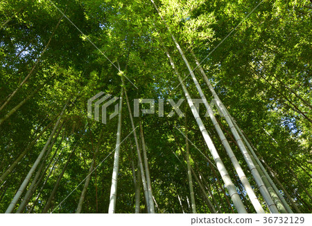 Tree: Moso bamboo mushroom department 36732129