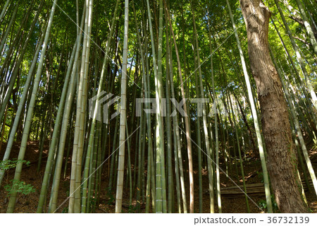 Tree: Moso bamboo mushroom department Tree: Moso bamboo mushroom department 36732139