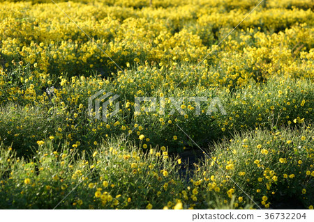 yellow chrysanthemum flower in the field yellow chrysanthemum flower in the field 36732204