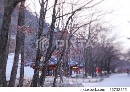 blurred people spring korea 36732855