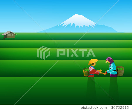 People keep tea leaves People keep tea leaves 36732915