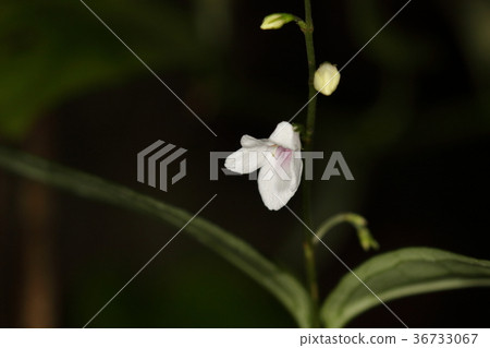 自然植物Alimoriso,公園在那霸市。在步行道旁邊開了很多 自然植物Alimoriso,公園在那霸市。在步行道旁邊開了很多 36733067
