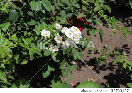 White rose briar White rose briar 36733157