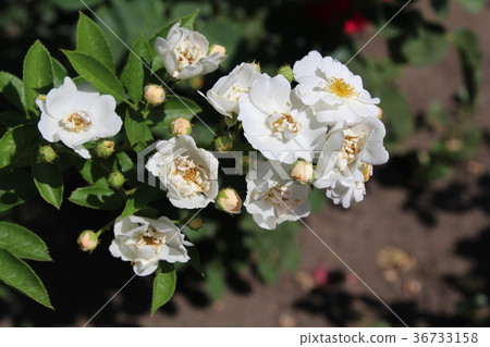 White rose briar White rose briar 36733158