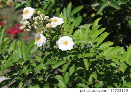 White rose briar 36733159