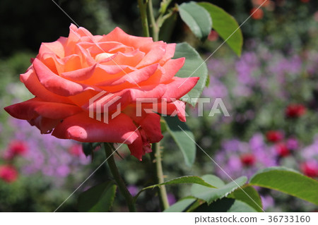 Roses in my garden Roses in my garden 36733160