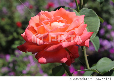 Roses in my garden Roses in my garden 36733161
