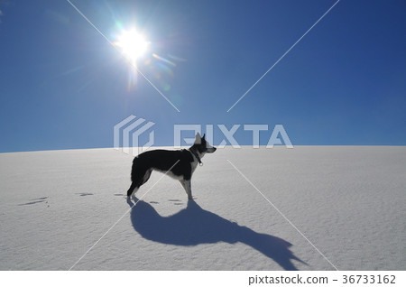 Snowy field and dog Snowy field and dog 36733162