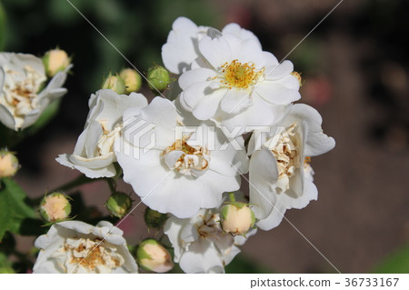 White rose briar White rose briar 36733167