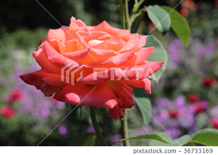 Roses in my garden Roses in my garden 36733169