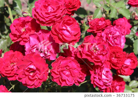 Roses in my garden Roses in my garden 36733175