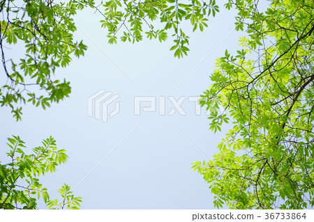 年輕葉子框架1 年輕葉子框架1 36733864