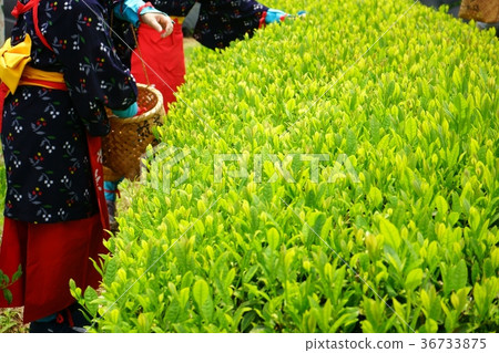 Tea picking experience 1 Tea picking experience 1 36733875