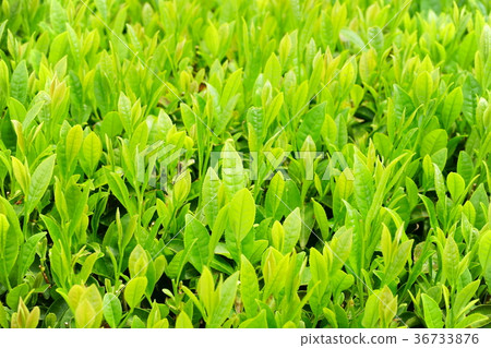 Tea leaves Tea leaves 36733876