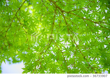 藍楓2向上看 藍楓2向上看 36733907