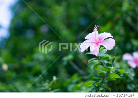 Pink flower in park 36734184