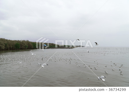 Mangrove forest with seagull and sea Mangrove forest with seagull and sea 36734299