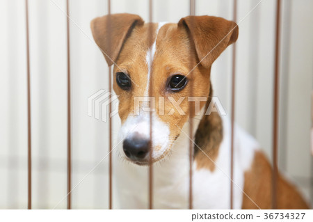 在測量儀傑克羅素梗犬的狗 36734327