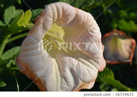 花牽牛花 36734635