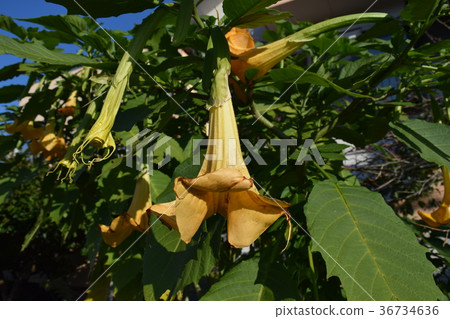 花牽牛花 花牽牛花 36734636