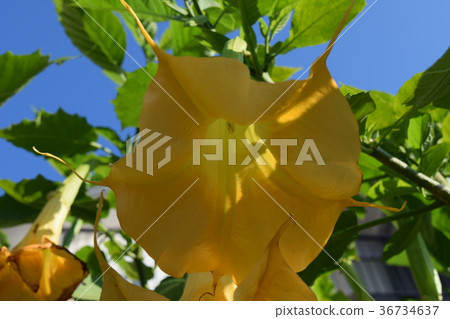 Flower morning glory 36734637