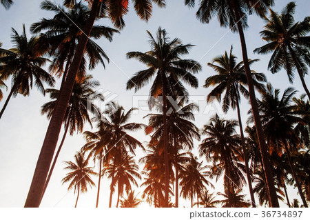 Coconut with sunrise. 36734897