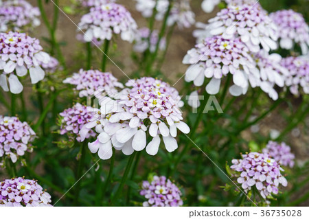 Beautiful lilac perennial Iberis Beautiful lilac perennial Iberis 36735028