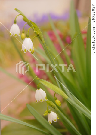 Suzuran Narcissus Suzuran Narcissus 36735057