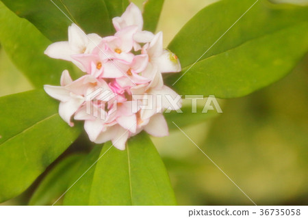Shincho flowers and buds Shincho flowers and buds 36735058