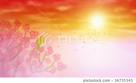 Cherry blossoms (45) 36735343