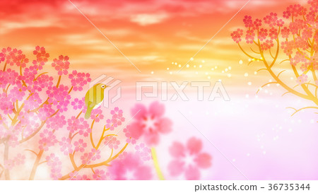 Cherry blossoms (46) Cherry blossoms (46) 36735344