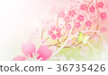 Cherry blossoms (82) 36735426