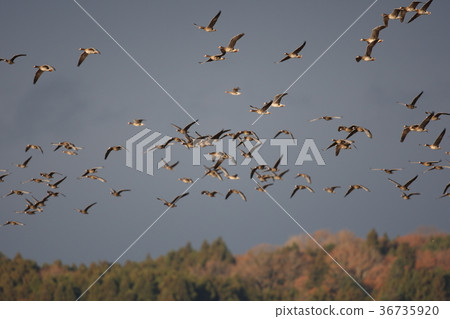 Flight of Magan Flight of Magan 36735920