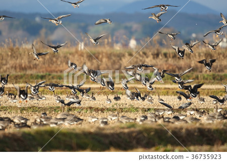 落在地上的馬格納群 落在地上的馬格納群 36735923