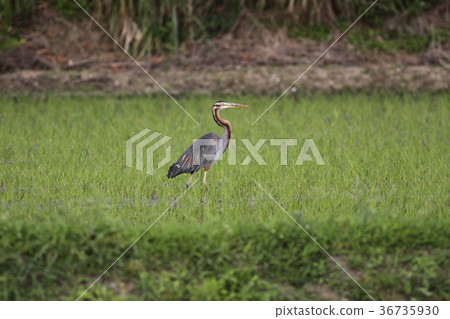 Murasakagi Murasakagi 36735930