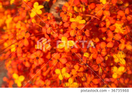 nature background 36735988