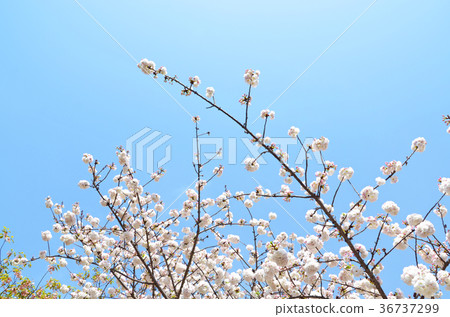 Sakura at the Osaka Mint Sakura at the Osaka Mint 36737299