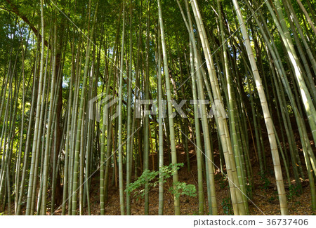 樹：毛竹竹蘑菇系 36737406