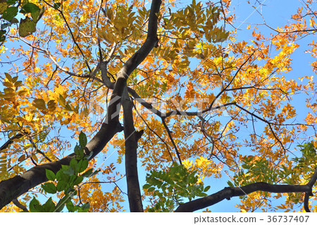 樹:Muromiaceae 樹:Muromiaceae 36737407