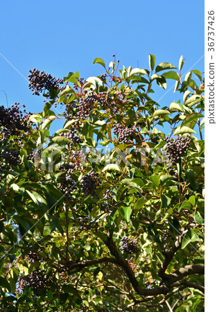 Tree: Family Town Mokusei 36737426