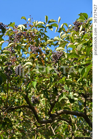 Tree: Family Town Mokusei Tree: Family Town Mokusei 36737427