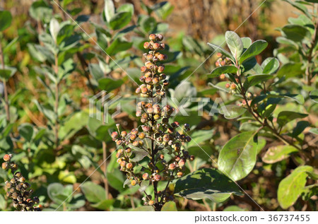 Tree: Hama-ku 36737455