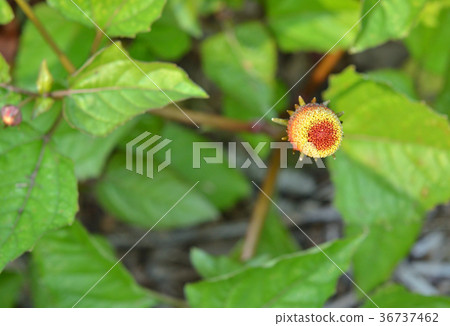 Plant: Netherlandaceae 36737462
