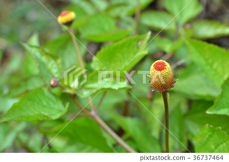 Plant: Netherlandaceae 36737464