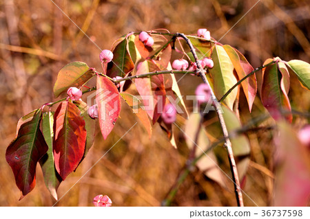 Mayumi leaves and fruits Mayumi leaves and fruits 36737598
