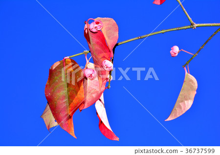 Mayumi leaves and fruits Mayumi leaves and fruits 36737599