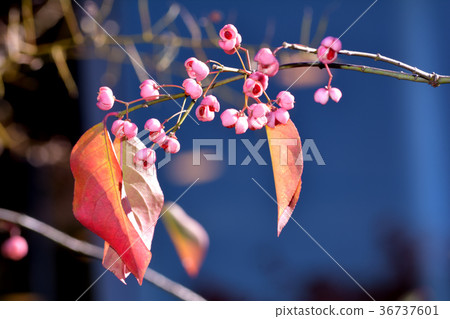 Mayumi葉子和果子 36737601